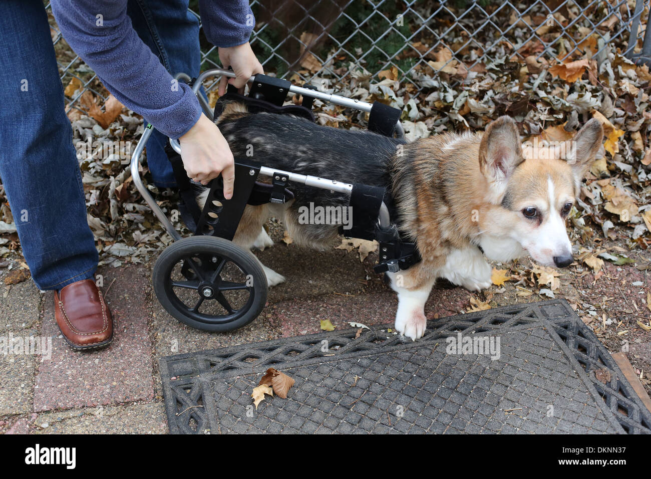 Une femme ajuste sa mobilité Corgi chien panier. Banque D'Images