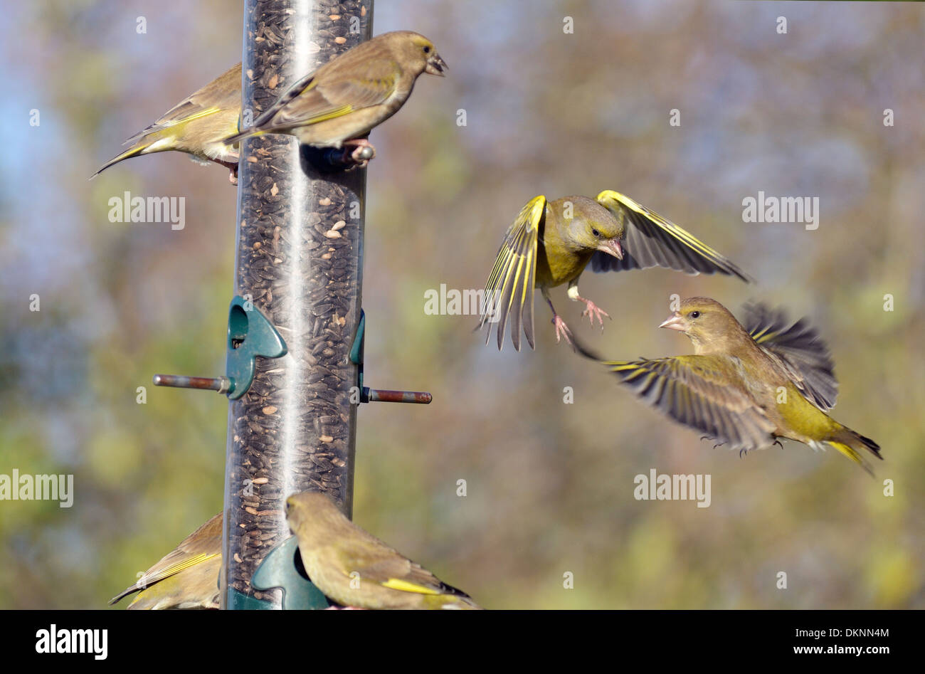 Jardin mangeoire, Greenfinches, Carduelis chloris, se disputant au sujet de l'alimentation, Norfolk, UK, Décembre Banque D'Images