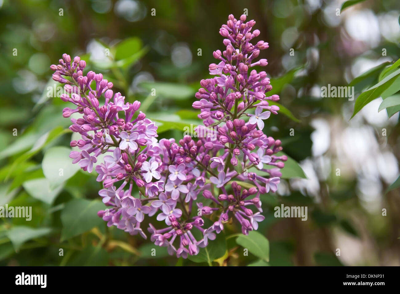 Floraison lilas à partir de jardin - printemps Banque D'Images