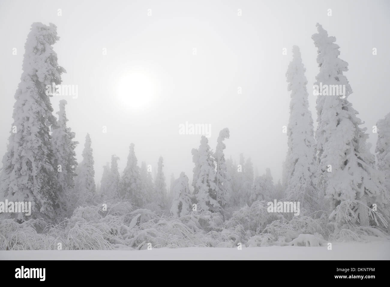 Conditions de neige soudaine sur le dalton highway alaska à un point situé juste au sud de la rivière Yukon avec des arbres couverts de neige et soleil à travers le brouillard Banque D'Images