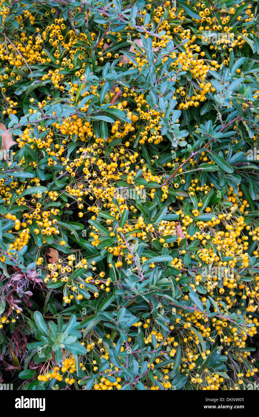 Pyracantha avec baies jaunes. Banque D'Images