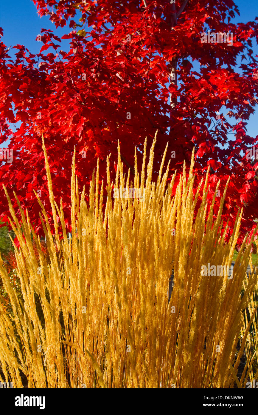 Les rouges et jaunes lumineux de couleurs d'automne Bend Oregon USA Banque D'Images