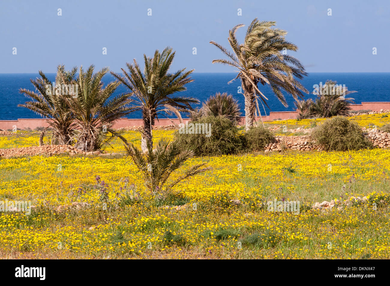 La Libye, L'arabe (Atrun : al-Atroun). Fleurs jaune ('aslous') au printemps. La mer Méditerranée en arrière-plan. Banque D'Images