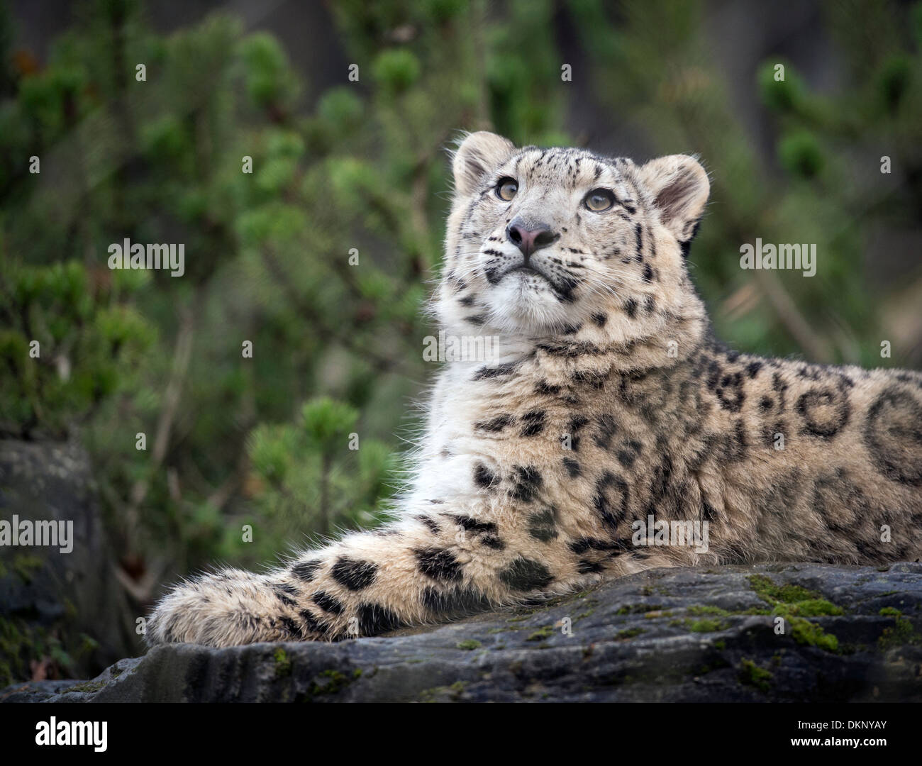 Homme snow leopard cub looking up Banque D'Images