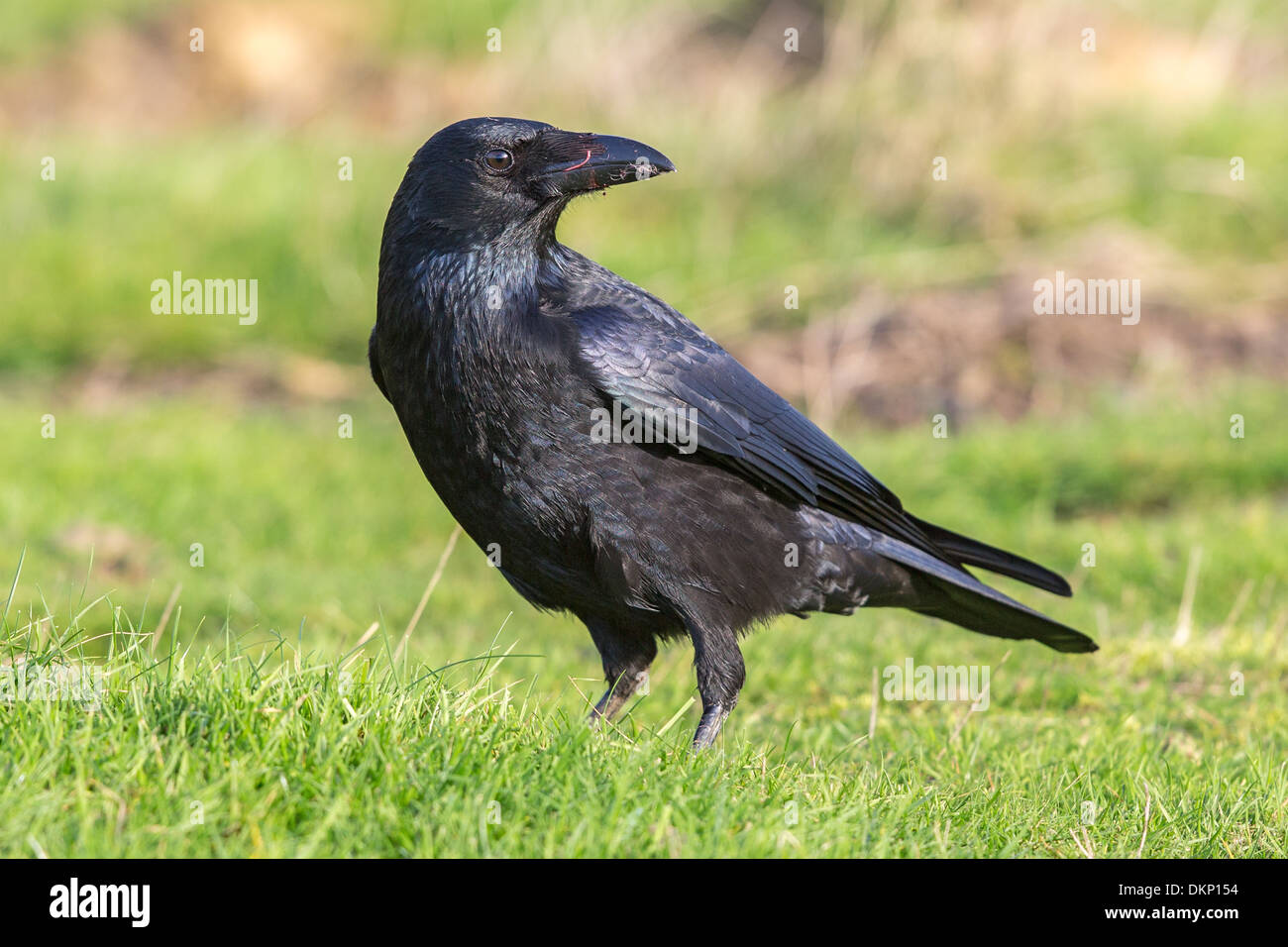 Close-up d'une corneille noire (Corvus corone) debout dans un champ, en Angleterre Banque D'Images