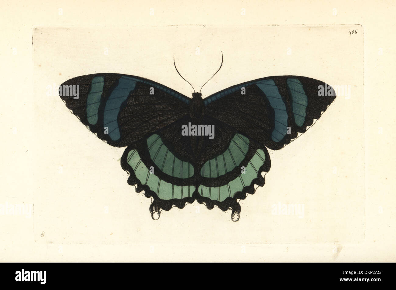 L'Oronte Alcides moth. Banque D'Images