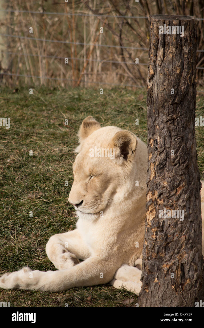 Panthera leo krugeri lionne blanche dormant dans bien à côté d'un arbre à Toronto Zoo Banque D'Images