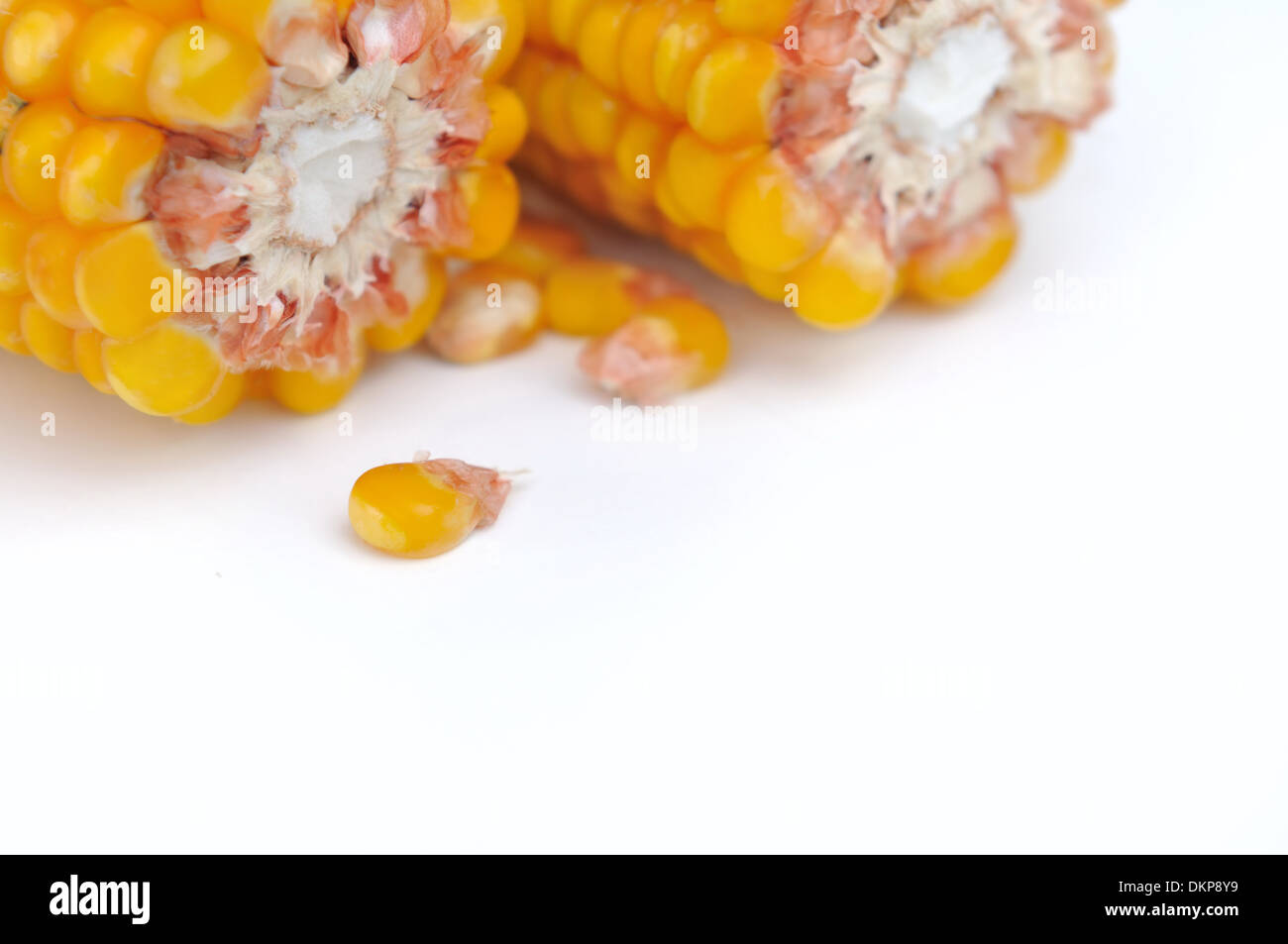 Gros plan sur les épis de maïs grain brisé en deux Banque D'Images