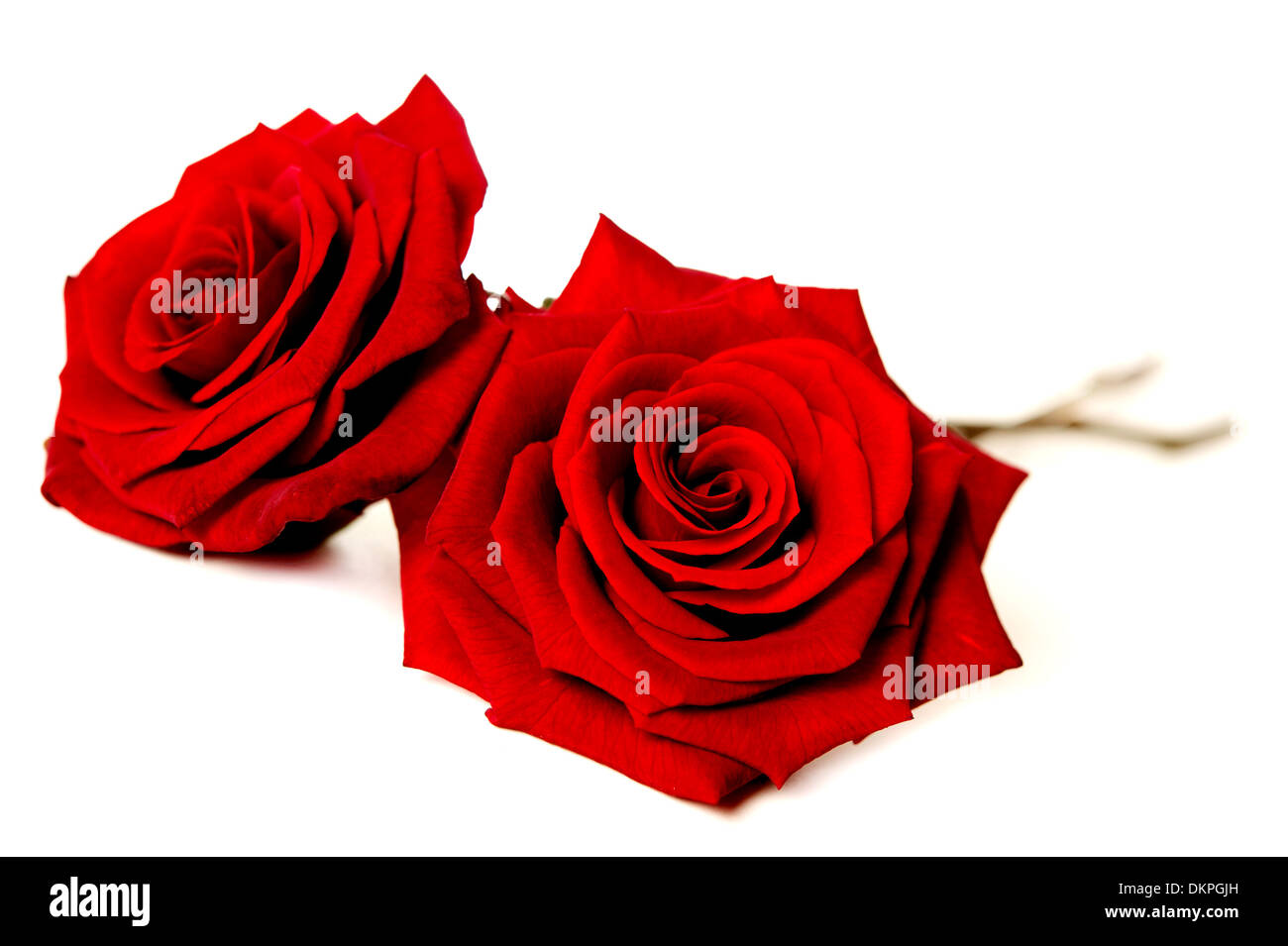 Deux roses rouges tige unique isolé sur fond blanc Banque D'Images