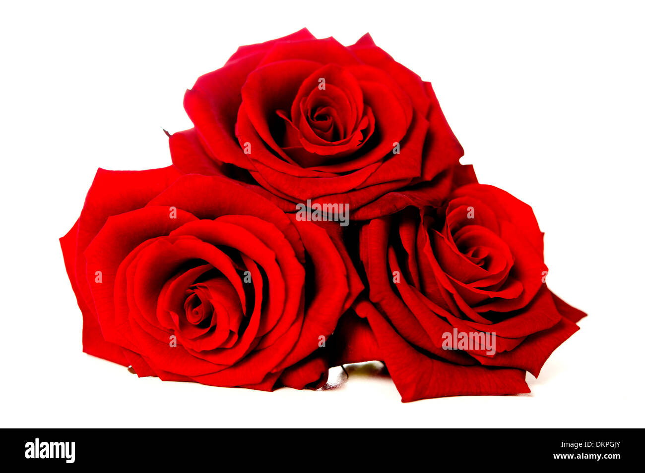 Trois roses rouges tige unique isolé sur fond blanc Banque D'Images