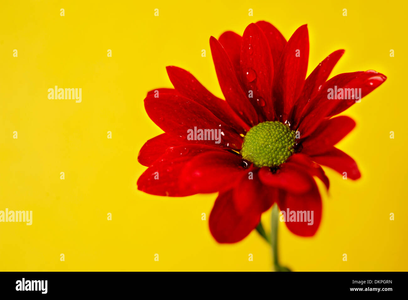 Chrysanthème rouge avec waterdroplets sur fond jaune Banque D'Images