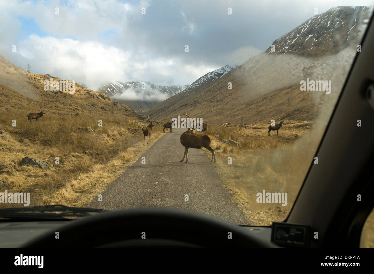 Un troupeau de Red Deer (Cervus elaphus, vu à travers un pare-brise de voiture sur une route près de Loch Quoich, région des Highlands, Ecosse, Royaume-Uni Banque D'Images