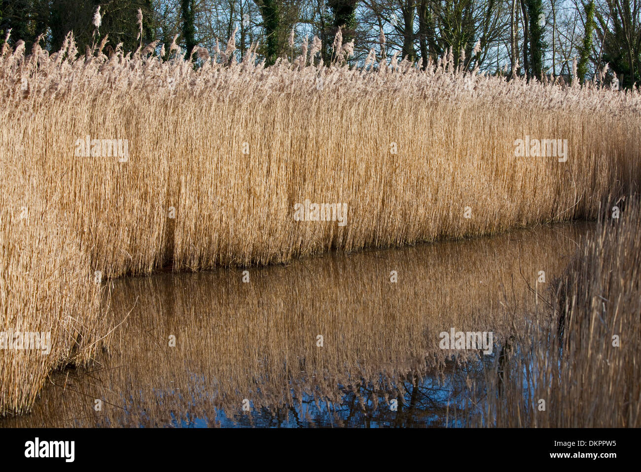 Roselière au Wildfowl and Wetlands Trust, Arundel, West Sussex, Angleterre Banque D'Images