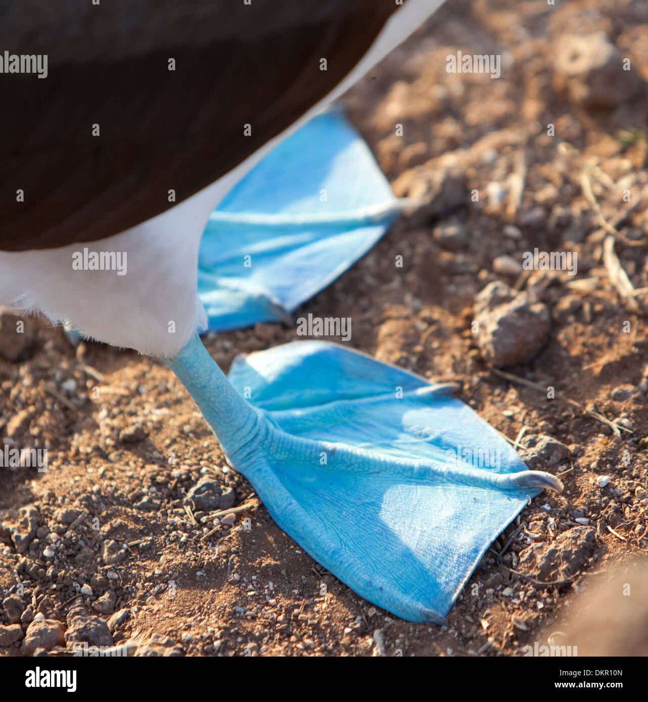 Blue Footed Booby Sula leucogaster pied bleu Banque D'Images