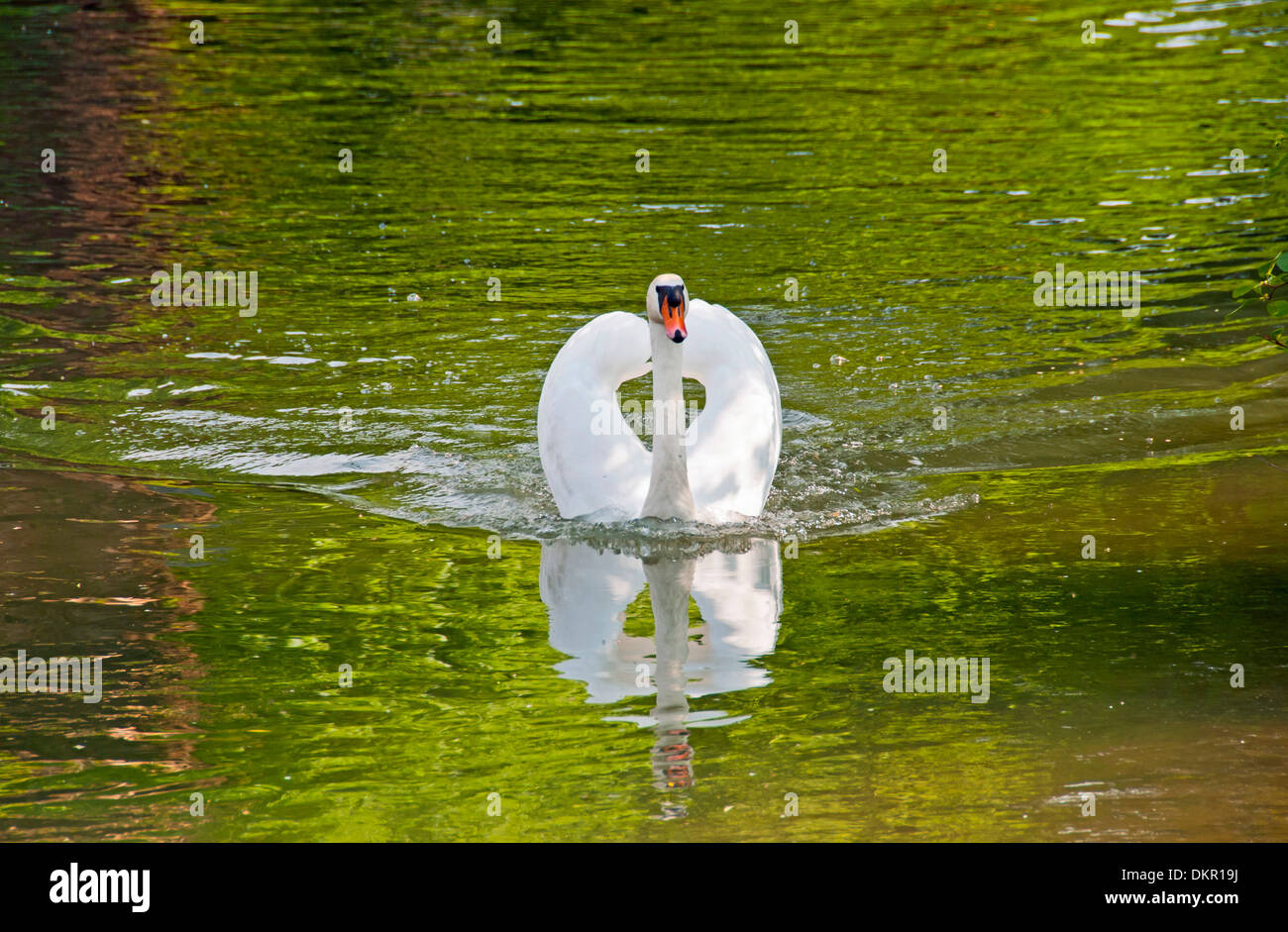 Cygnini Cygnus menaçant la faune unique chef-d'ailes sur l'eau terre mâle white swan vertébrés nature olor nager swan monde animal Banque D'Images