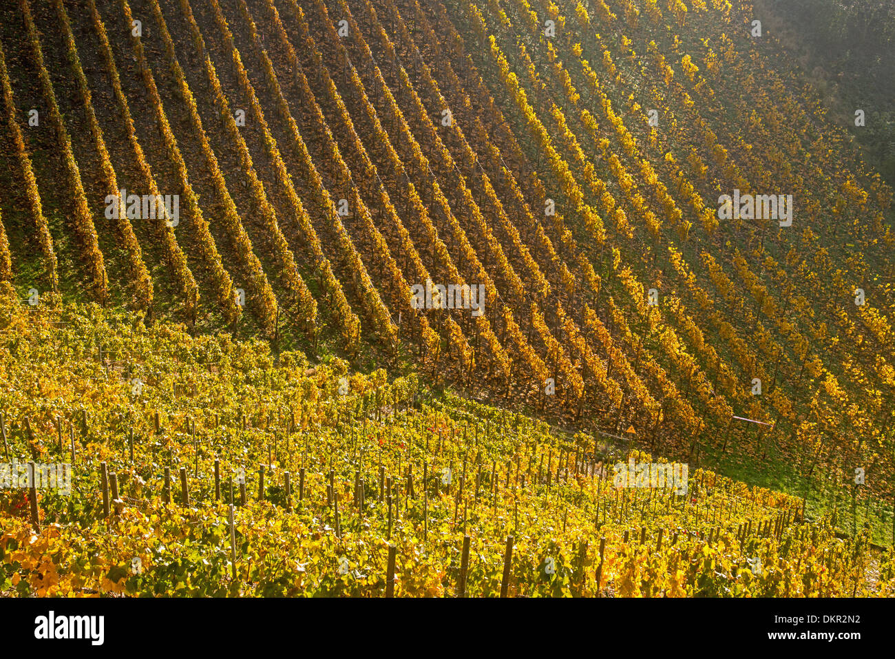 Culture Culture Ahrtal outhouse pente de montagne quitte l'Allemagne Eifel Europe automne couleurs d'automne paysage d'automne Banque D'Images