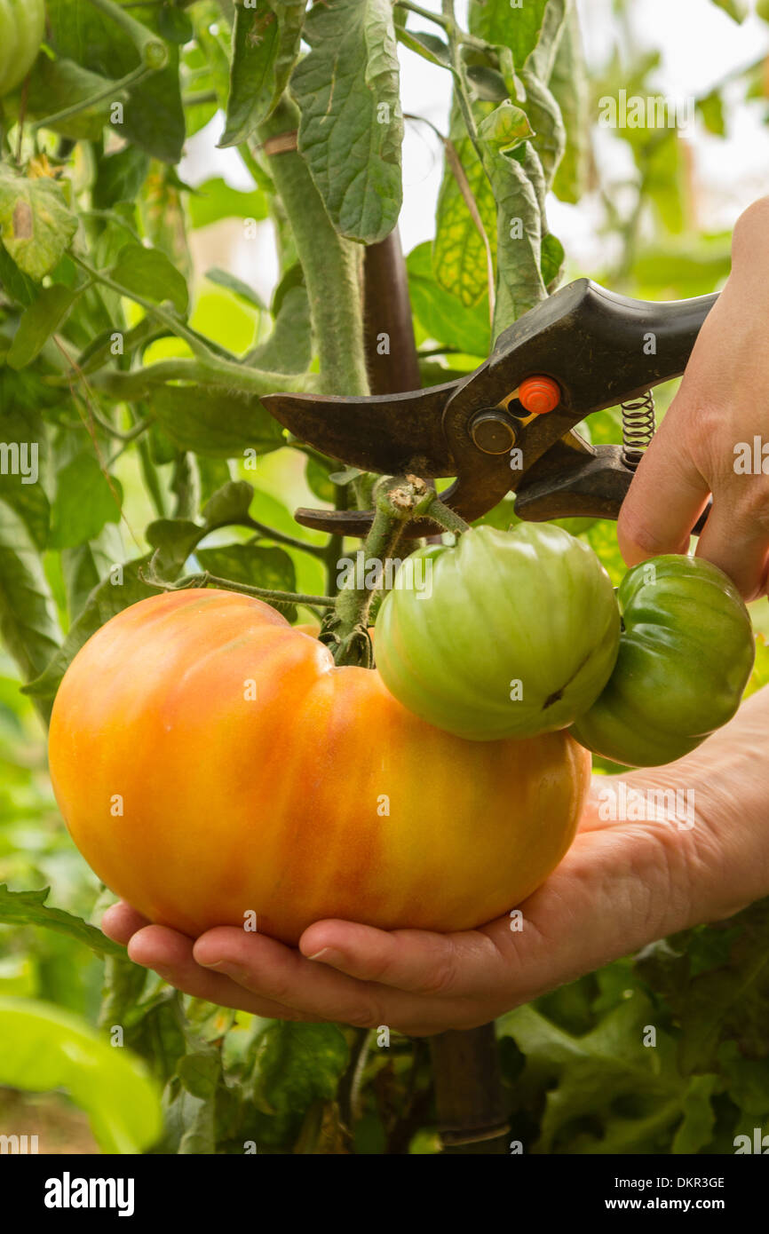 Prise d'une grande récolte de tomates // d'une grosse tomate Banque D'Images