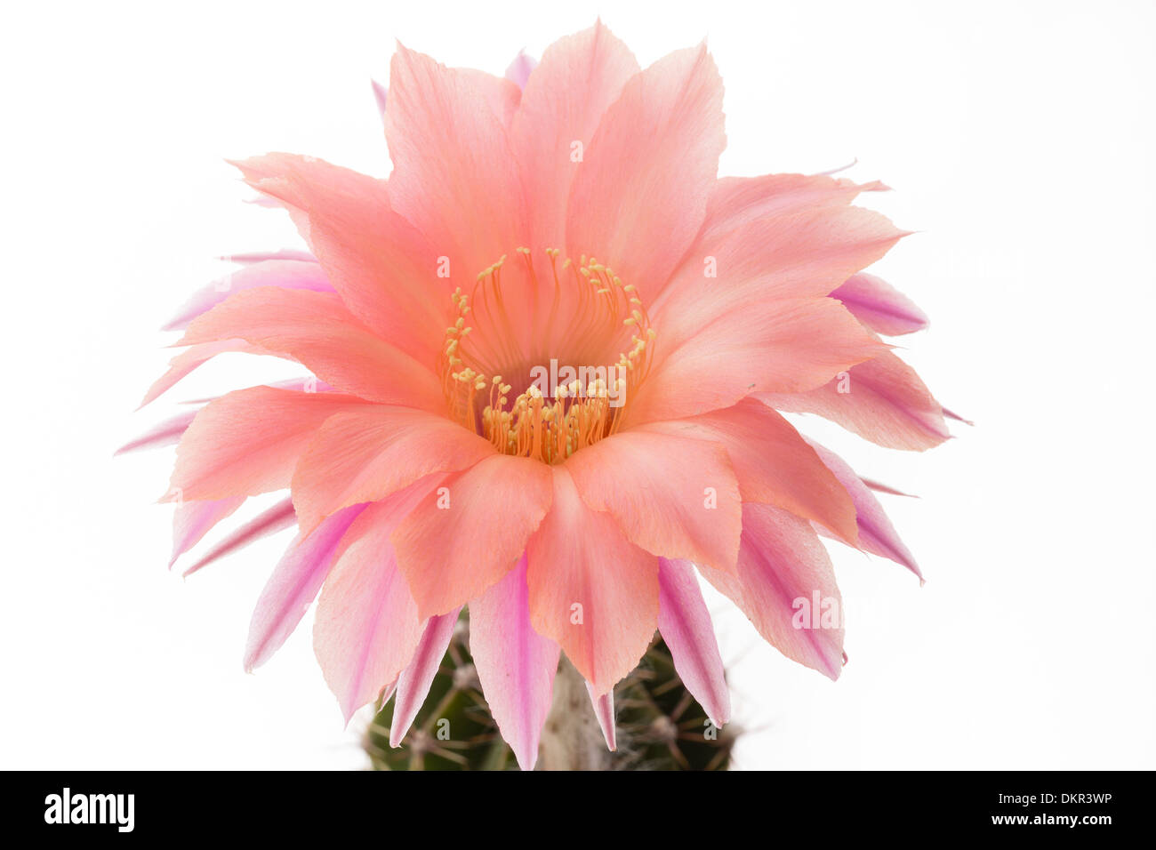 Echinopsis 'Beautiful Dreamer' (hybride) Schick Banque D'Images
