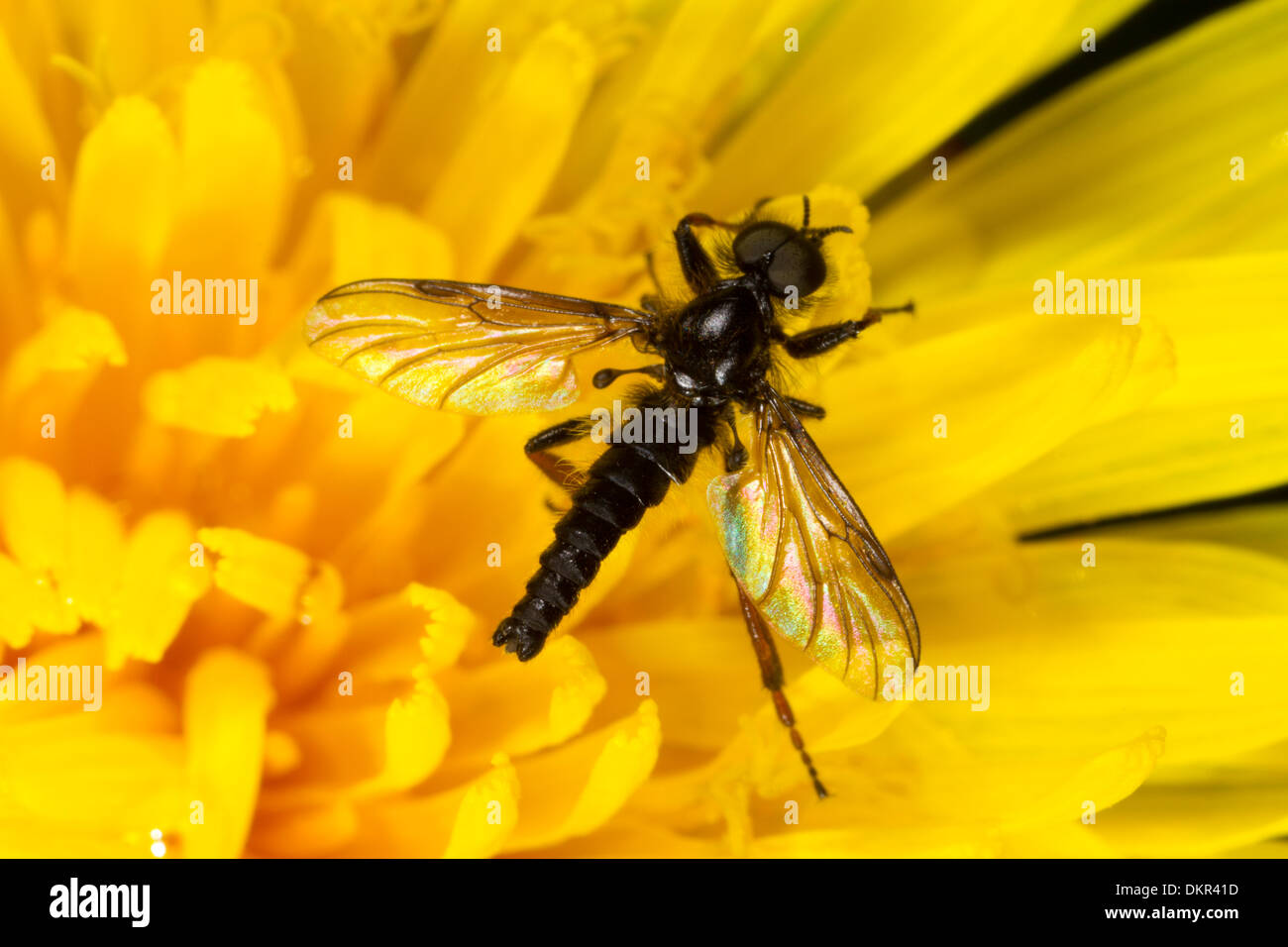 La fièvre mâle-fly (Dilophus sp.) se nourrir dans une fleur de pissenlit (Taraxacum). Powys, Pays de Galles. Mai. Banque D'Images
