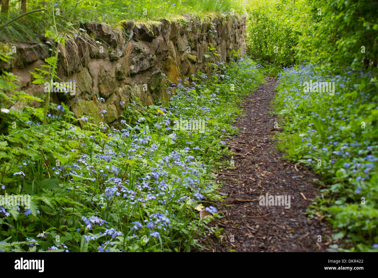 Forget-me-not (Myosotis sp.) à côté d'un chemin. Telford, Shropshire, Angleterre. Mai. Banque D'Images