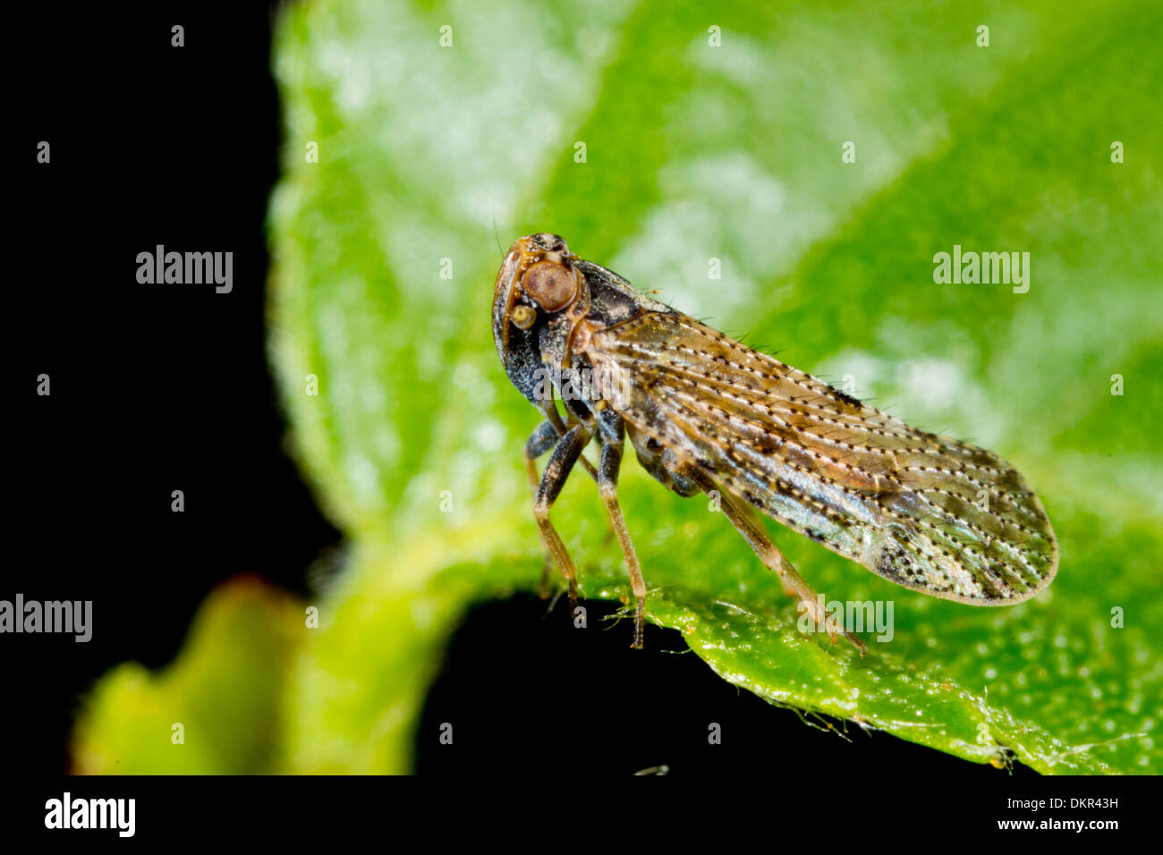 Punaise De Bouleau Banque D Image Et Photos Alamy