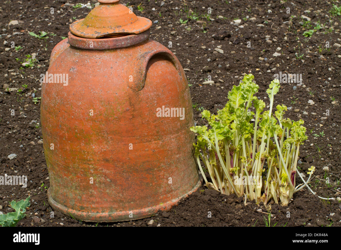 Kale Crambe maritima (mer) croissant à côté d'un pot de forçage dans un potager. Herefordhire, Angleterre. Mai. Banque D'Images