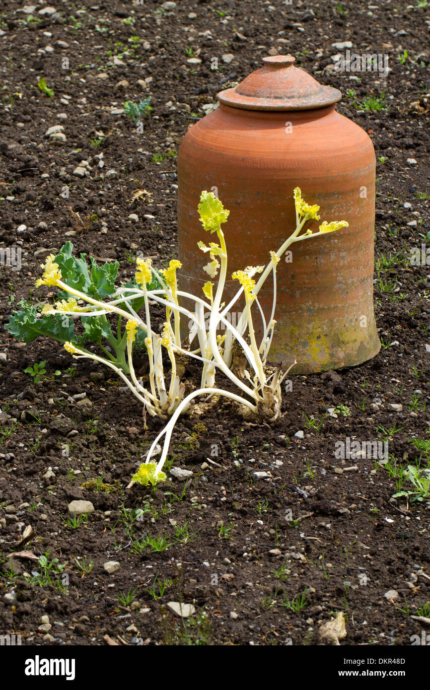 Kale Crambe maritima (mer) croissant à côté d'un pot de forçage dans un potager. Herefordhire, Angleterre. Mai. Banque D'Images