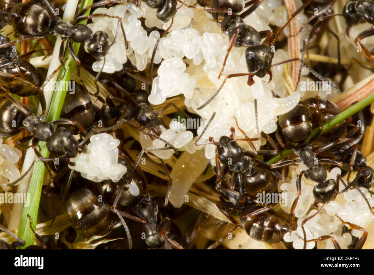 Nid de larves de fourmis Banque de photographies et d’images à haute — free download
