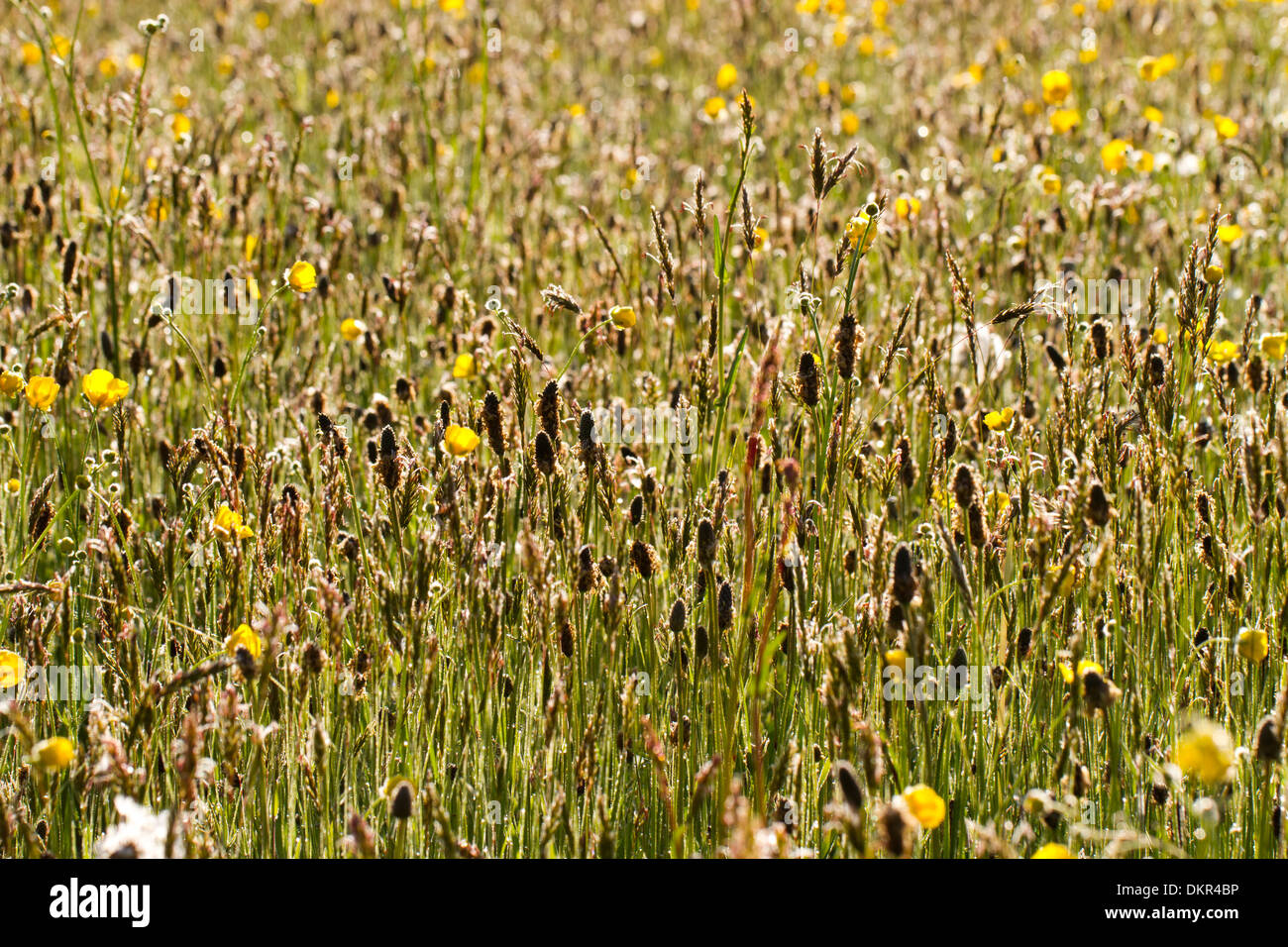 Fleurs sauvages dans une prairie du foin sur une ferme biologique. Powys, Pays de Galles. De juin. Banque D'Images