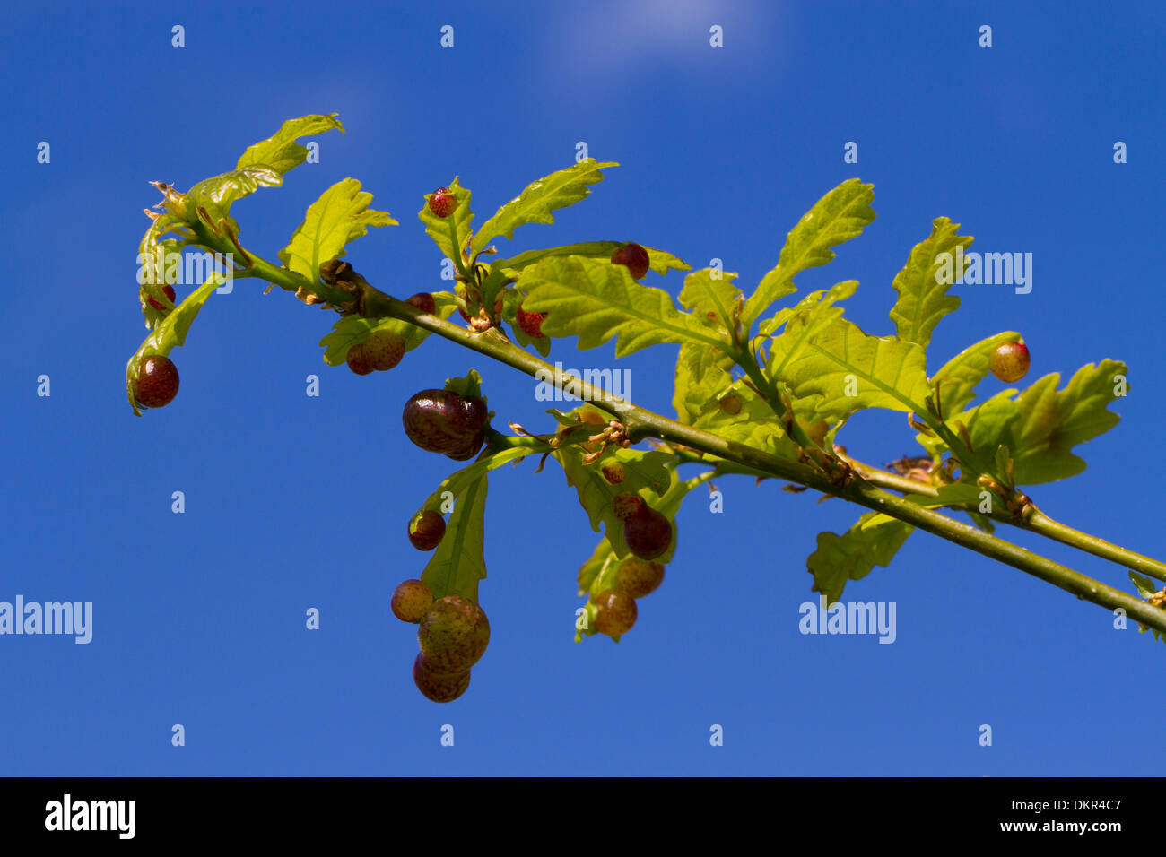 Cherry Gall (Cynips quercusfolii) Guêpe des galles sur les jeunes feuilles d'un chêne au printemps. Powys, Pays de Galles. De juin. Banque D'Images