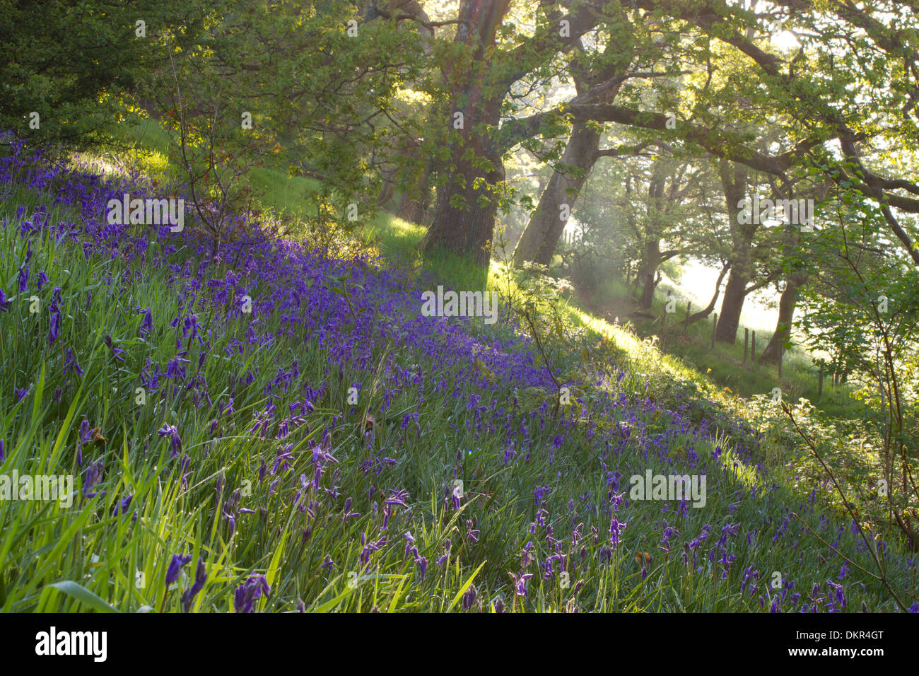 La brume et la lumière du soleil dans une forêt de chênes avec Bluebells (Hyacinthoides non-scripta) floraison. Powys, Pays de Galles. De juin. Banque D'Images
