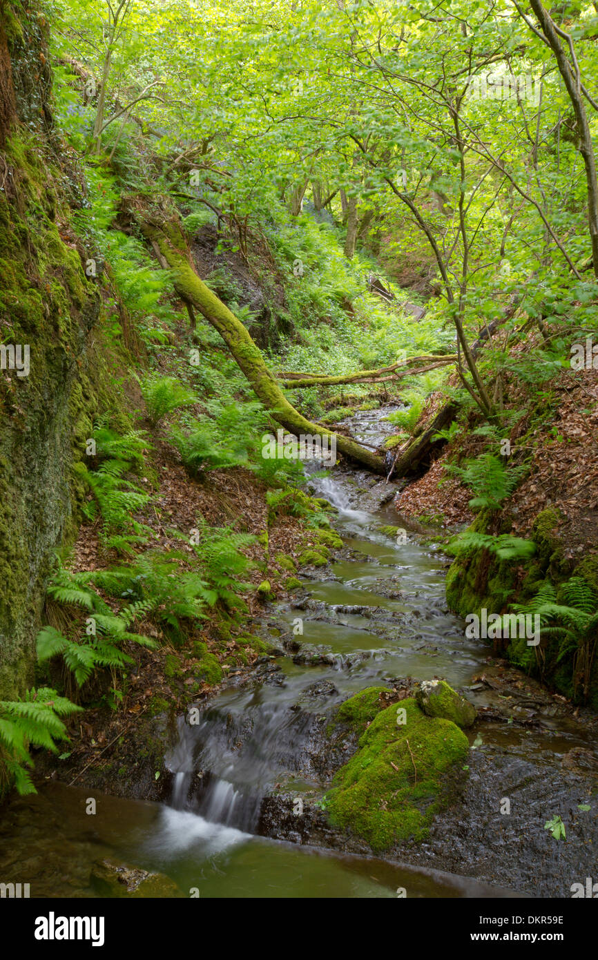 Forêt de chênes et d'un ruisseau dans un ravin boisé. Powys, Pays de Galles. De juin. Banque D'Images