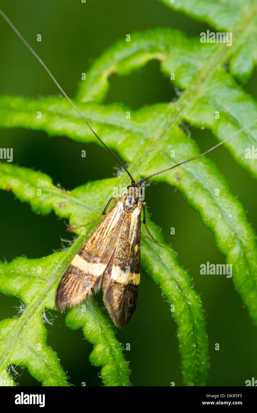 Longhorn (Nemophora degeerella) mâle adulte, reposant sur les fougères. Sussex, Angleterre. De juin. Banque D'Images