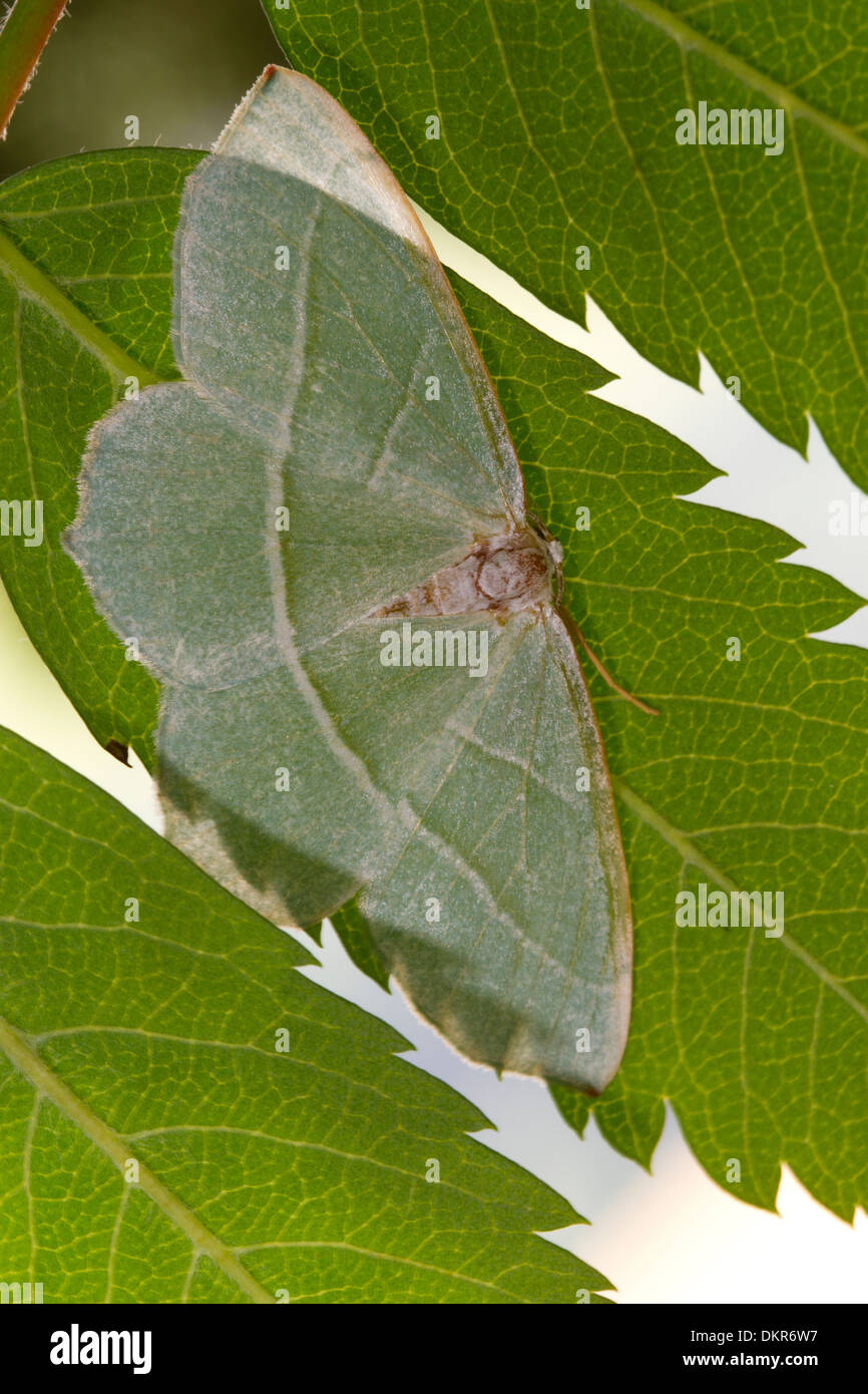 Light Emerald (Campaea margaritata) reposant sur des feuilles adultes Rowan. Powys, Pays de Galles. Juillet. Banque D'Images