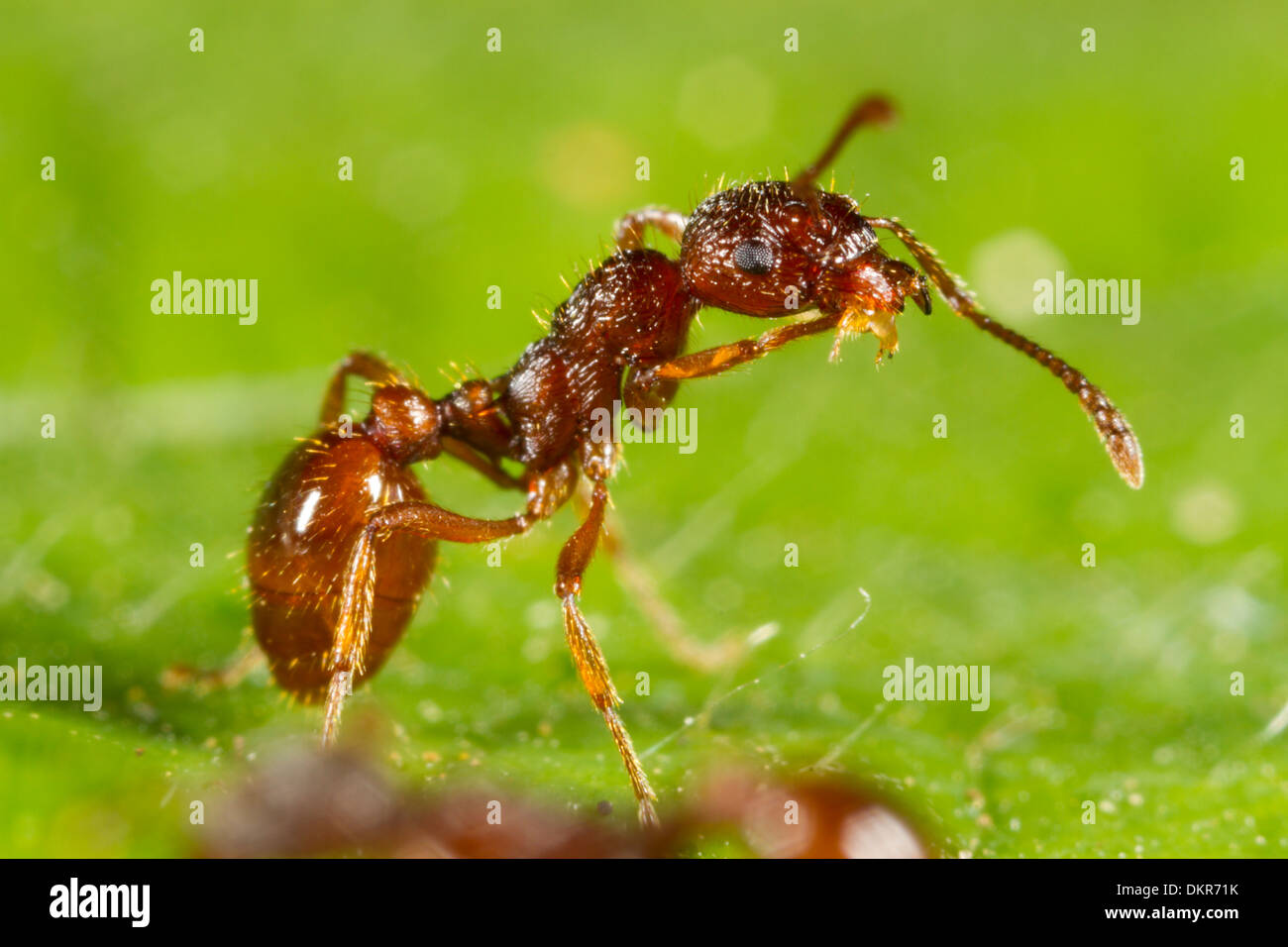Red Ant (Myrmica rubra) nettoyage travailleur sa jambe. Powys, Pays de Galles. Juillet. Banque D'Images