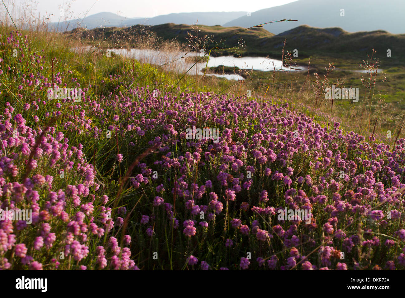 Contre-leaved Heath (Erica tetralix) floraison sur la lande dans les monts Cambriens. Ceredigion, pays de Galles. Juillet. Banque D'Images
