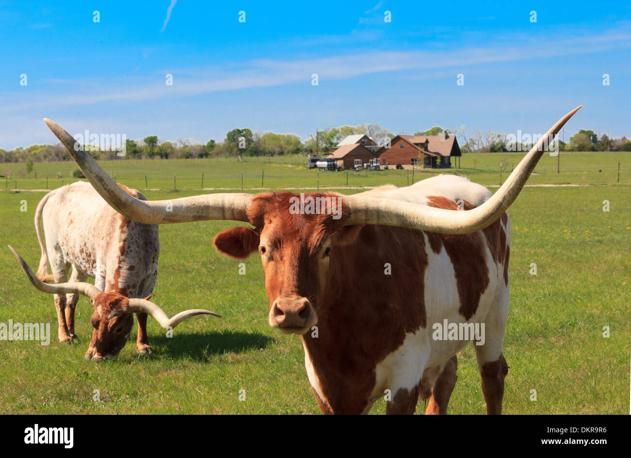 Canton, Texas, longhorn, le bétail, la vache, l'agriculture, de l'animal, USA, Banque D'Images