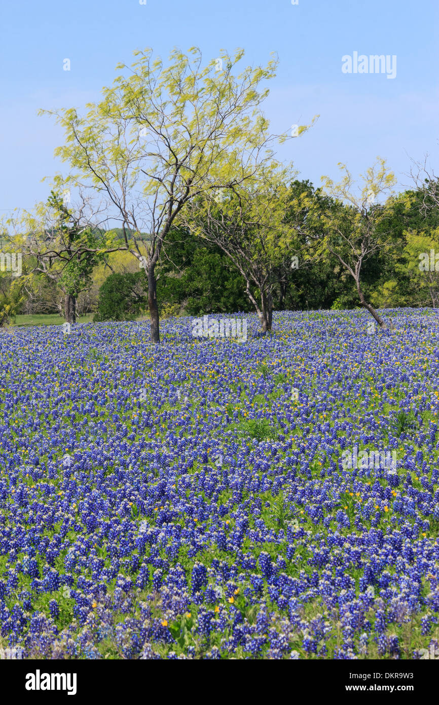 Ennis, Texas, bluebonnets, Lupinus texensis, champ, printemps, fleurs Banque D'Images