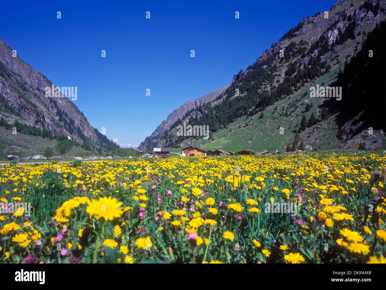 La Suisse, l'Europe, l'Alp, Alp, pré, Valais, Val de Bagnes, montagnes, fleur, fleurs, jaune, paysage, paysage, Banque D'Images