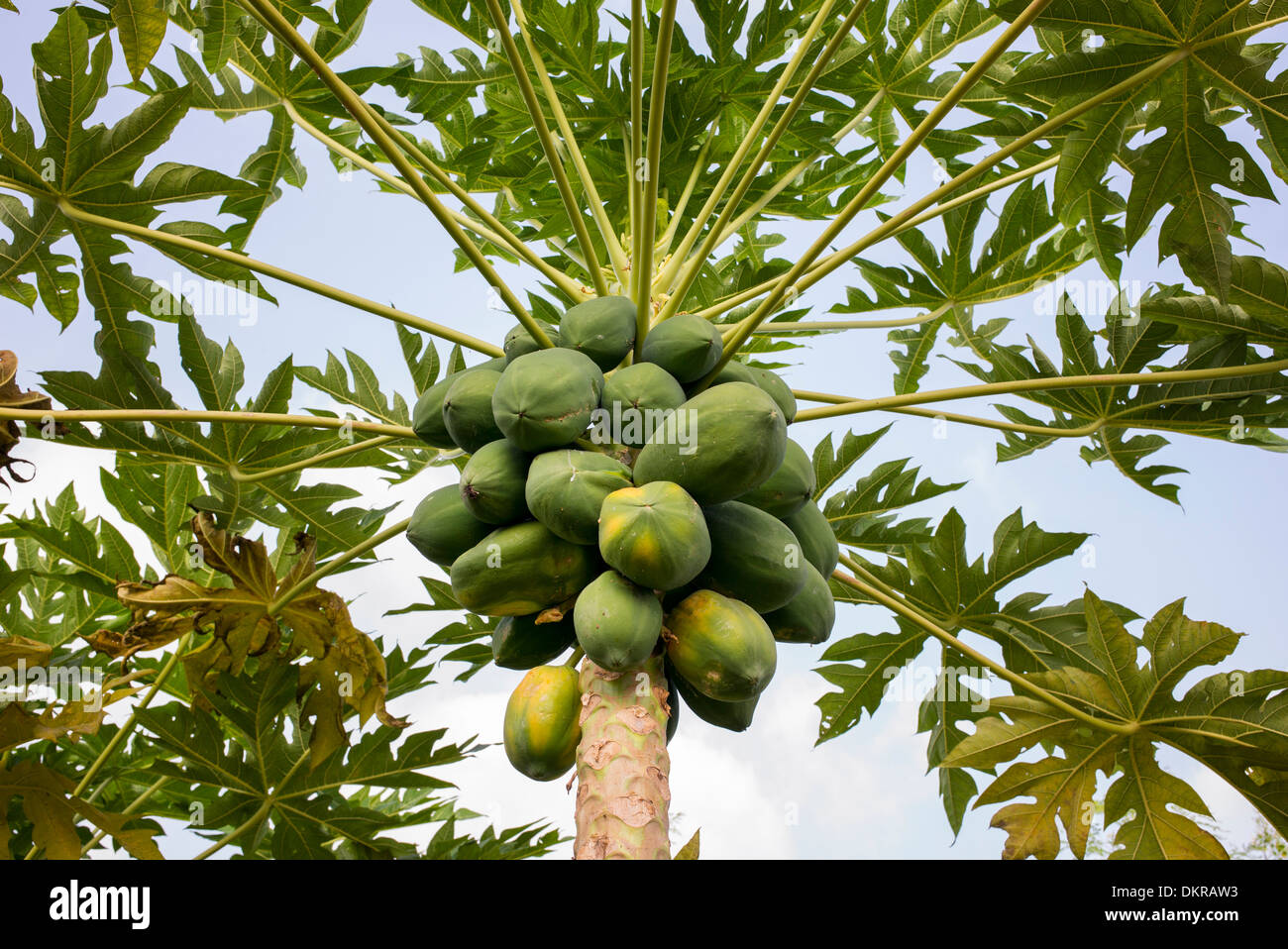 Papaye sur arbre. L'Inde Banque D'Images