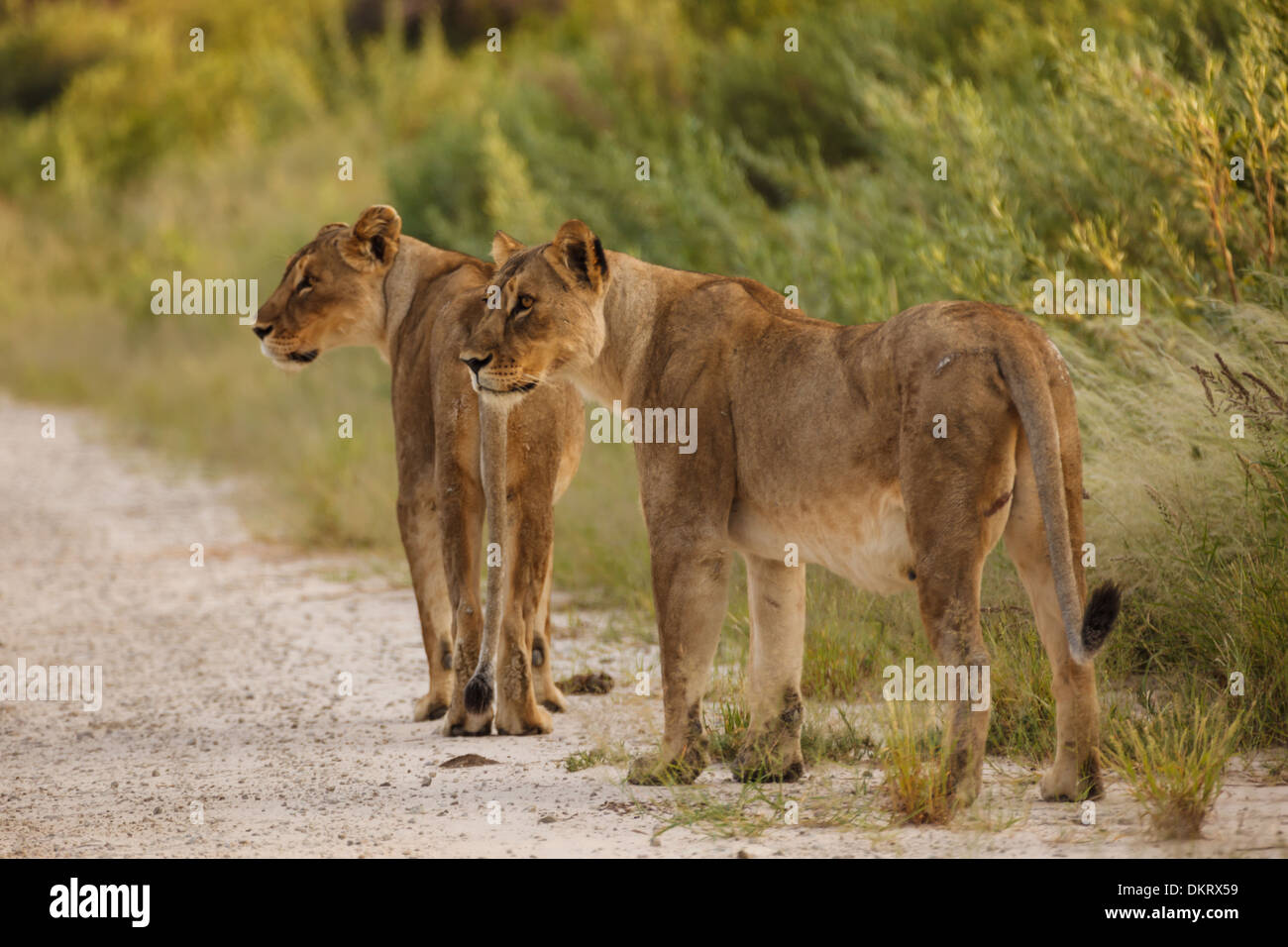 Deux lions femelles adultes à pied le long de la route en Namibie, Afrique Banque D'Images