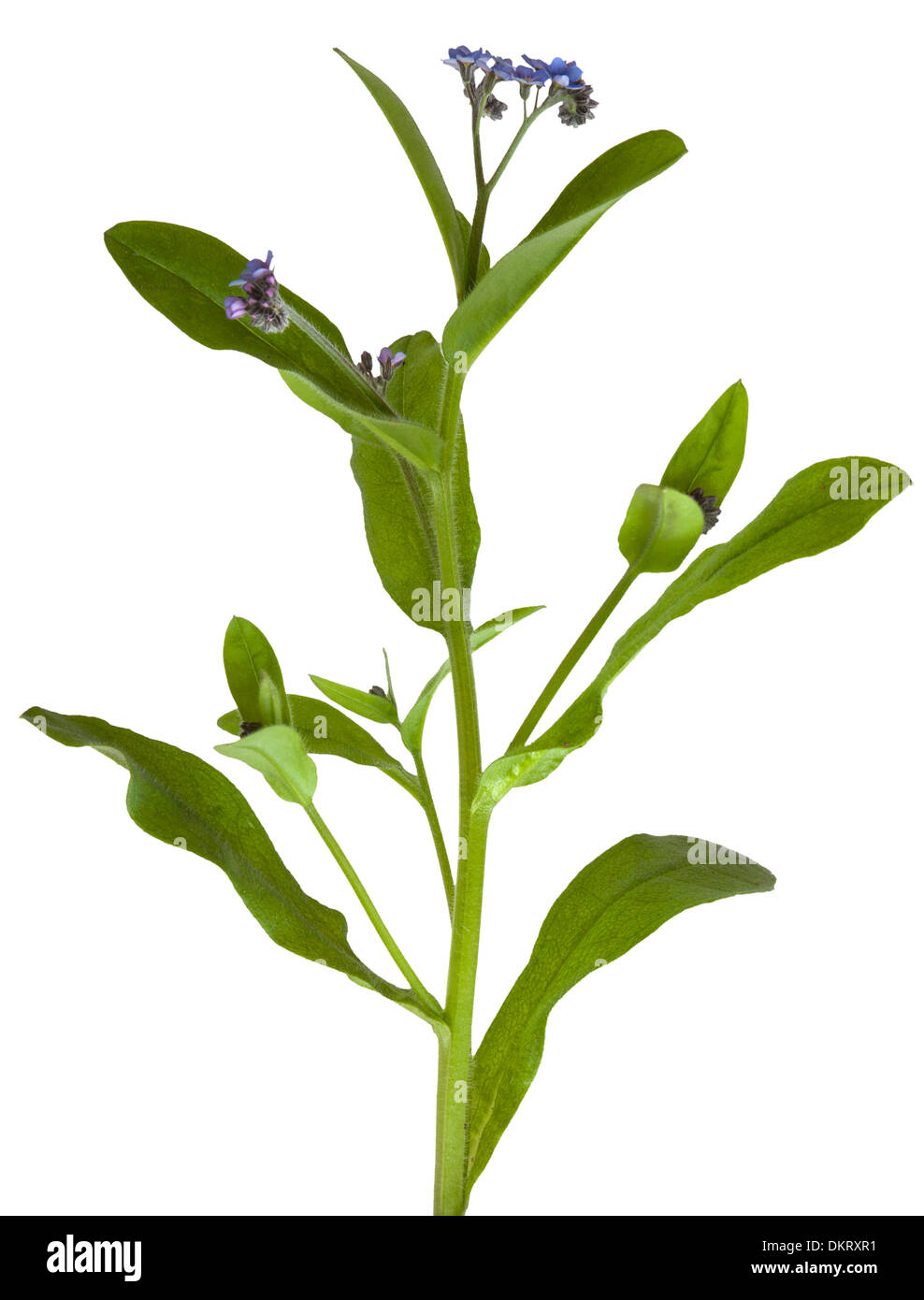 Cut-out forget-me-not plante en fleur sur fond blanc. Banque D'Images