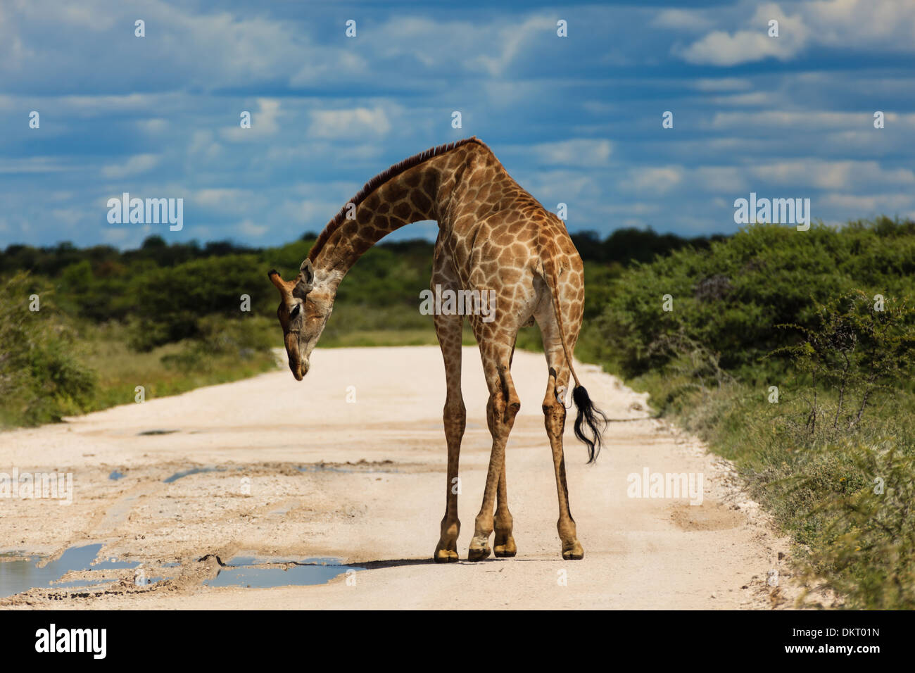 Girafe debout sur la route dans le parc national d'Etosha en Namibie Afrique Banque D'Images