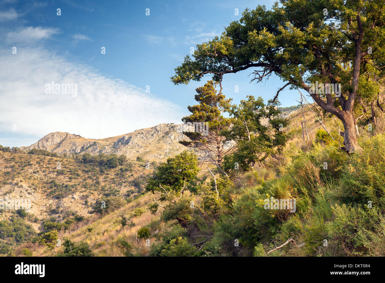 Paysage de montagne d'été avec des arbres. Monténégro Banque D'Images