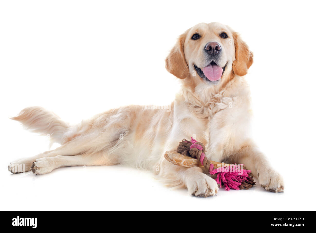 Golden retriever pure race, devant un fond blanc Banque D'Images Golden retriever pure race, devant un fond blanc Banque D'Images