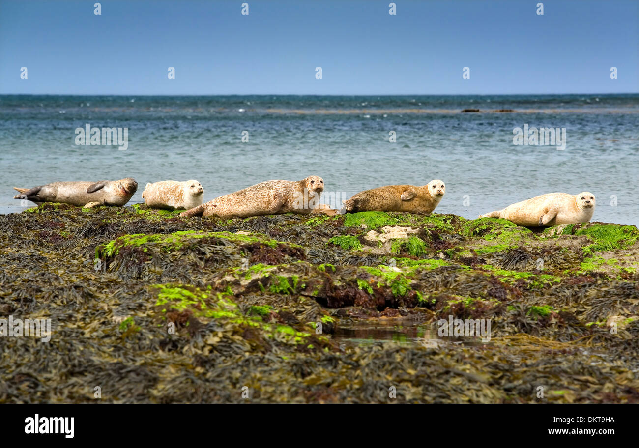Phoque gris de l'Atlantique ou Horsehead (Halichoerus grypus). L'Inishmore island, îles d'Aran. Le comté de Galway, Irlande, Europe. Banque D'Images
