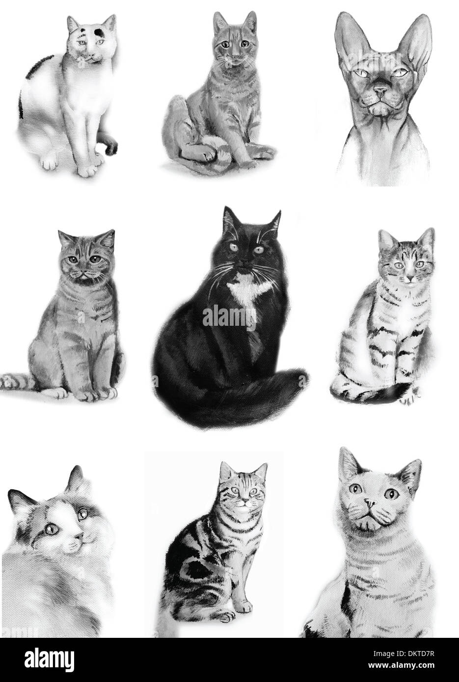 9 chat chats aquarelle croquis divers noir et blanc sur fond blanc chat assis chat pedigree découpe européenne cat britannique Banque D'Images