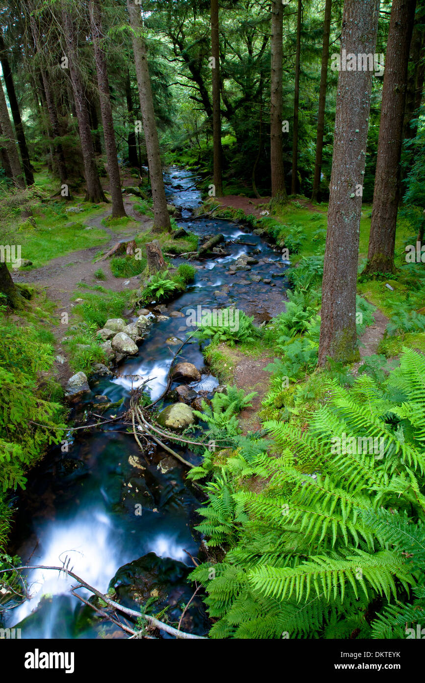 Forêt et rivière. Banque D'Images