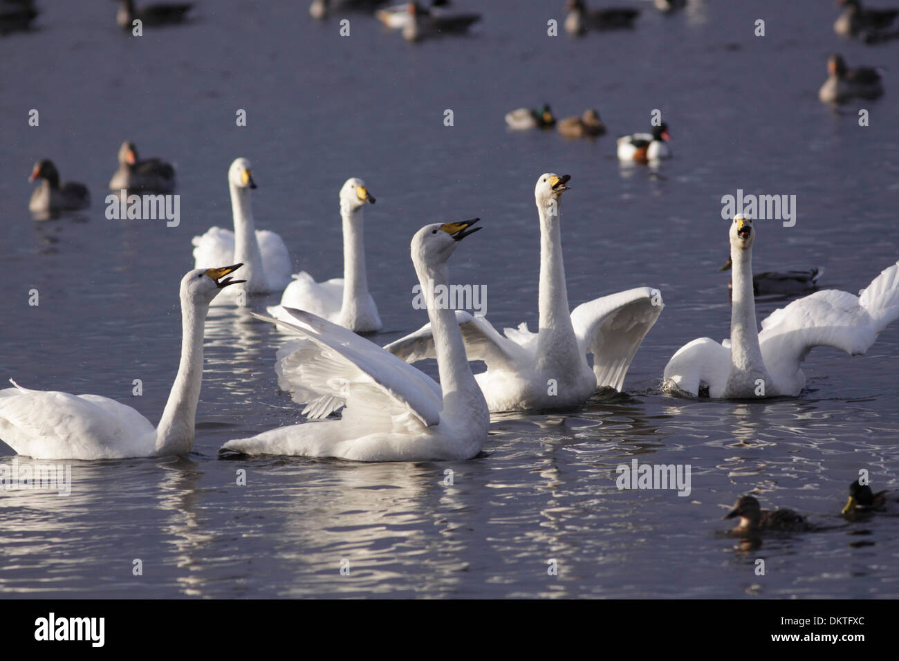 Cygne chanteur (Cygnus cygnus) troupeau, appelant, dans l'eau, les zones humides, la réserve Martin simple Lancashire, Angleterre, Novembre Banque D'Images