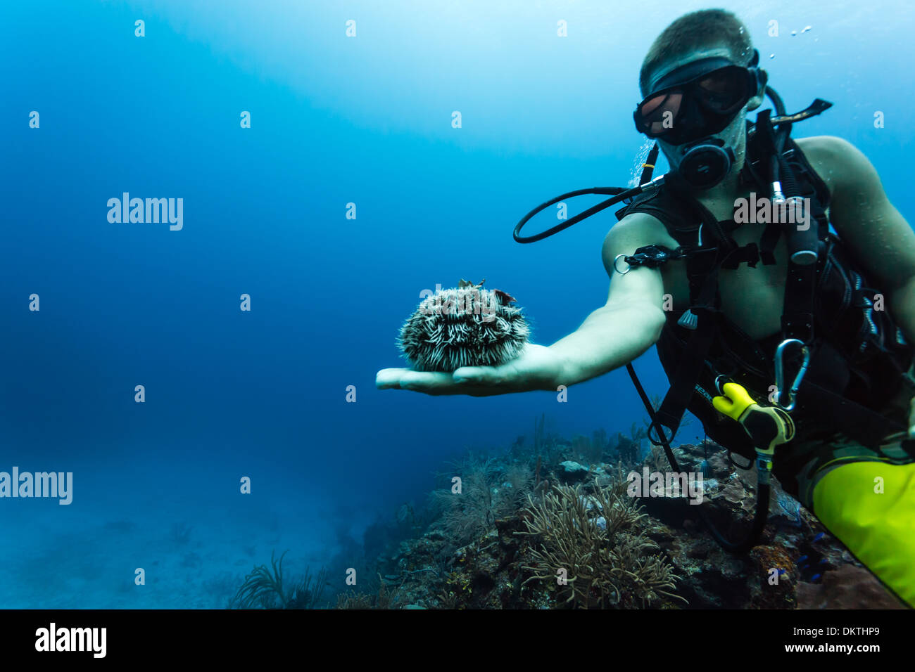 Plongeur sous-marin présente un oursin à portée de main lors de la plongée sur le récif corallien Banque D'Images